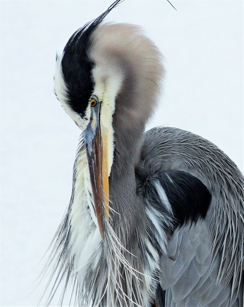 Preening Heron